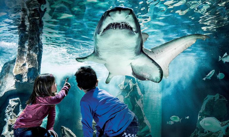 Due bambini osservano uno squalo all'acquario.
