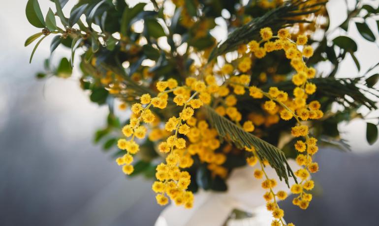 Mazzo di mimose gialle con foglie verdi.